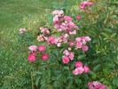 A3908 rose photo
