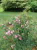 A3908 rose photo