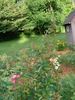 A3908 rose photo