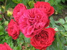 Look Good...Feel Better ™ rose photo