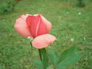 Bel Ange rose photo