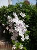 Snow Queen clematis photo