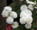 Lady Blanche rose photo