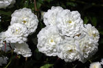 Lady Blanche rose photo