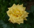 Caeserea ™ rose photo