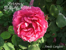 Amédée Langlois rose photo
