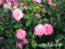 Frau Dr. Schricker rose photo