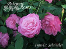 Frau Dr. Schricker rose photo