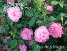 Frau Dr. Schricker rose photo