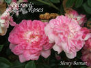 Henri Barruet rose photo