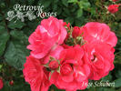 Inge Schubert rose photo