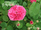 Belle Herminie rose photo