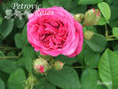 Bossuet rose photo