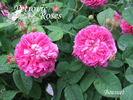 Bossuet rose photo