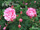 Mécène rose photo