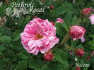 Mécène rose photo
