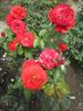 Elegy rose photo