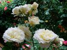 Lilian Baylis rose photo