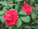 Auguste Chaplain rose photo