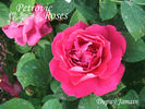 Dupuy Jamain rose photo