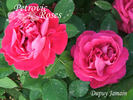 Dupuy Jamain rose photo