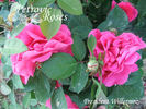 Président Willermoz rose photo