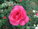 Adolf Deegen rose photo