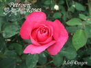 Adolf Deegen rose photo