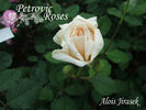 Alois Jirásek rose photo