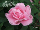 Astra rose photo
