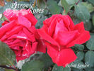 Böhm Senior rose photo