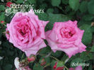 Böhmerose rose photo