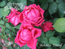 Böhmův triumf rose photo