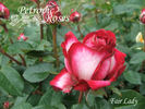 Fair Lady rose photo