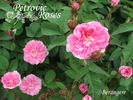 Bérangère rose photo