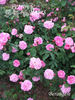 Bérangère rose photo