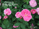 Bérangère rose photo