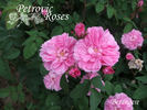 Bérangère rose photo