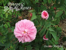 Docteur Marjolin (moss, Robert rose photo