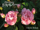 Félicité Bohain rose photo