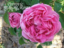 Feu Amoureux rose photo