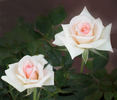 Amy Grant rose photo