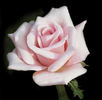 Bride rose photo