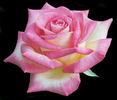 Cajun Sunrise rose photo