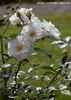 Gletscherfee rose photo