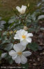 Gletscherfee rose photo