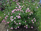 Minirosa rose photo