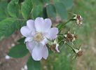 Rosa x pseudoscabriuscula rose photo