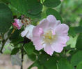 Rosa x pseudoscabriuscula rose photo