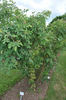 Rosa x pseudoscabriuscula rose photo